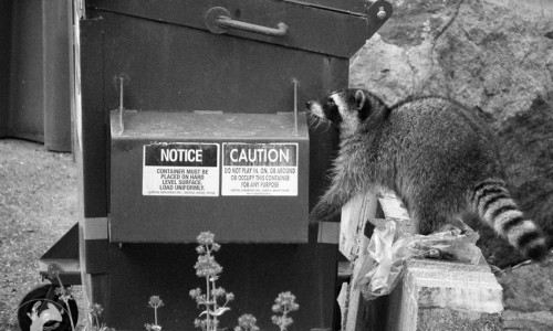 Raccoon at a Seattle dumpster