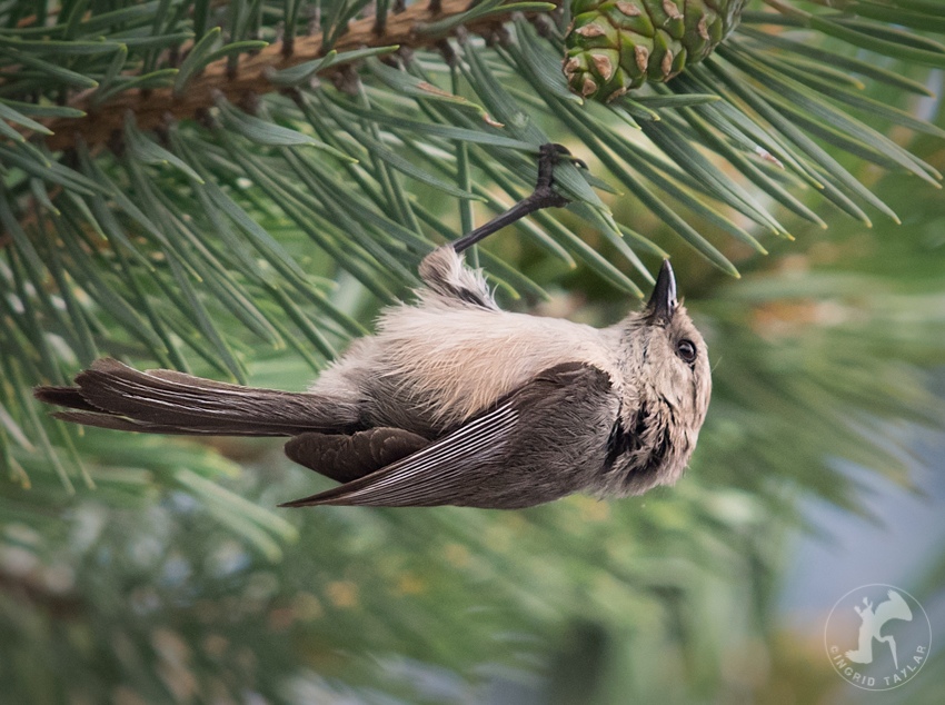 American Bushtit eating insect in Seattle