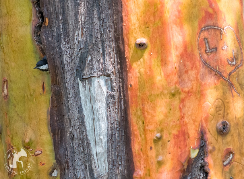 Chickadee nesting in madrona tree seattle