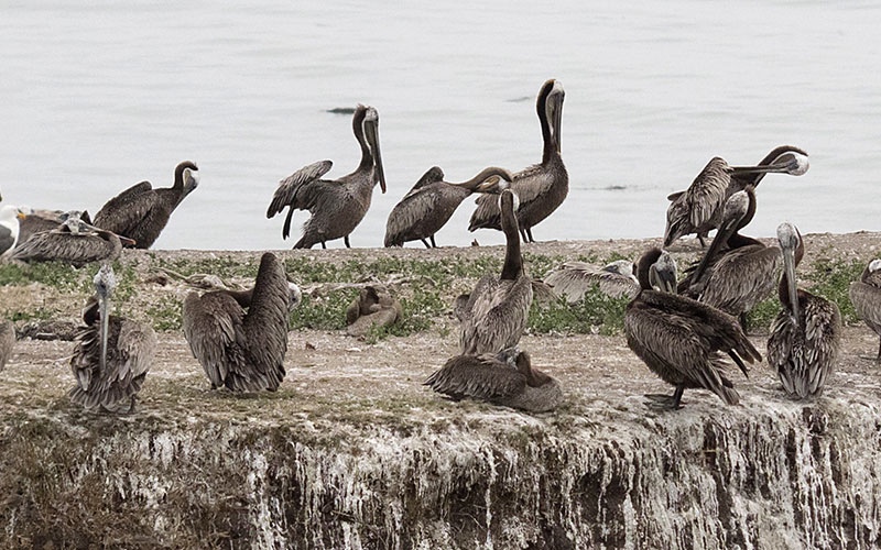 PlentoOPelicansCROP