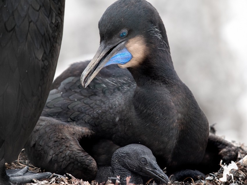 Brandt's Cormorant with chick in Monterey California