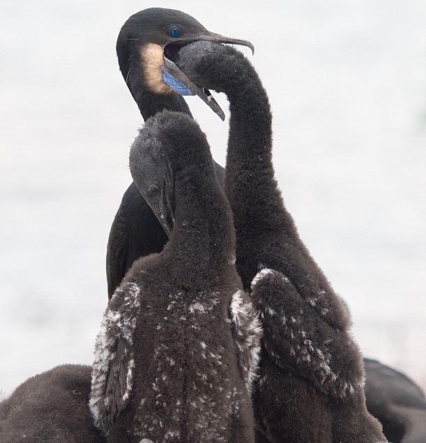 c-cormorant1