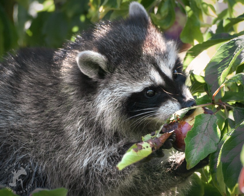 WB-Raccoon-Family-Tree-4-850x ... WB-Raccoon-Family-Tree-4-850x ...