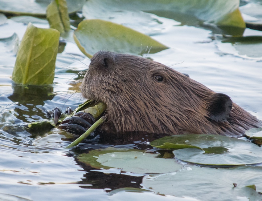 American Beaver eating lily leaves ~ shared with us by a photographer who told us when to expect this visitor.
