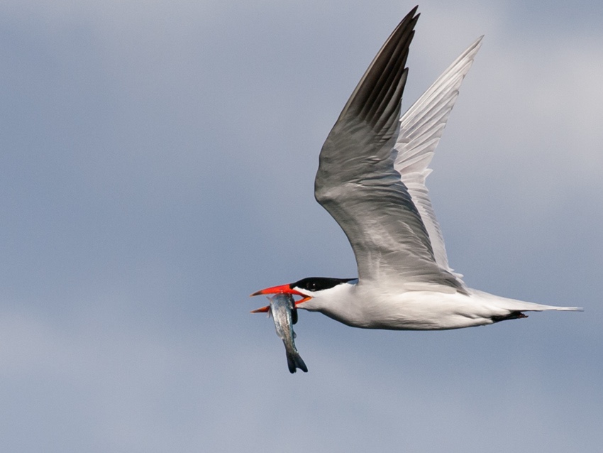 Caspian Tern returning to his mate, over Elliott Bay in Seattle.