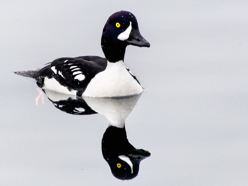 Barrow's Goldeneye in Seattle