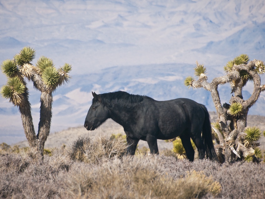 Wild horse outside of Las Vegas.