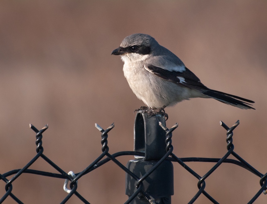 My first sighting of a Northern Shrike, shared on a birding list