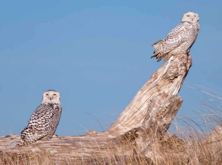 Snowy Owls at Ocean Shores ~ location shared with me by a photographer I met at another location.
