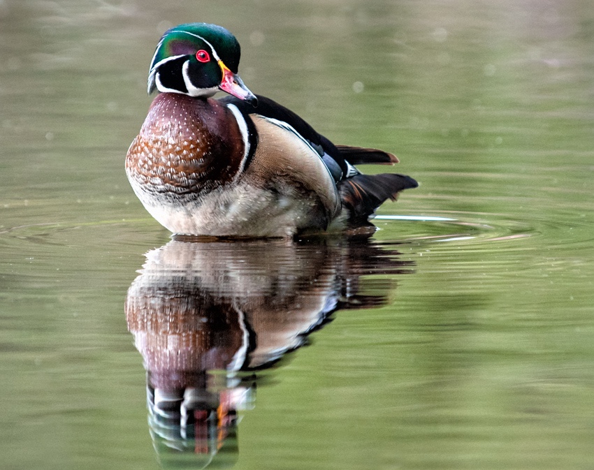 Wood Duck in Seattle, an experience I shared experience with a photographer visiting the park from Alaska.
