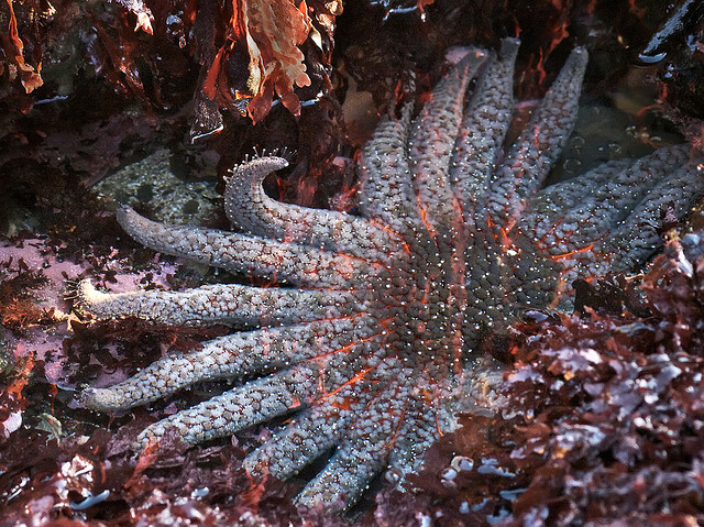 Sunflower Star at Fitzgerald Marine Reserve