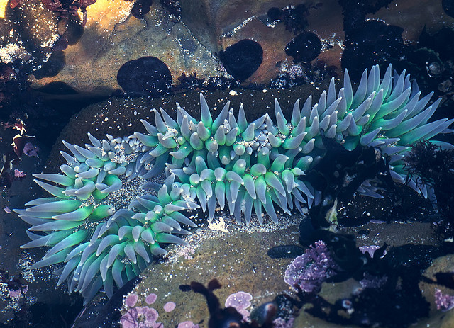 Green Blue Anemone at Fitzgerald Marine Reserve