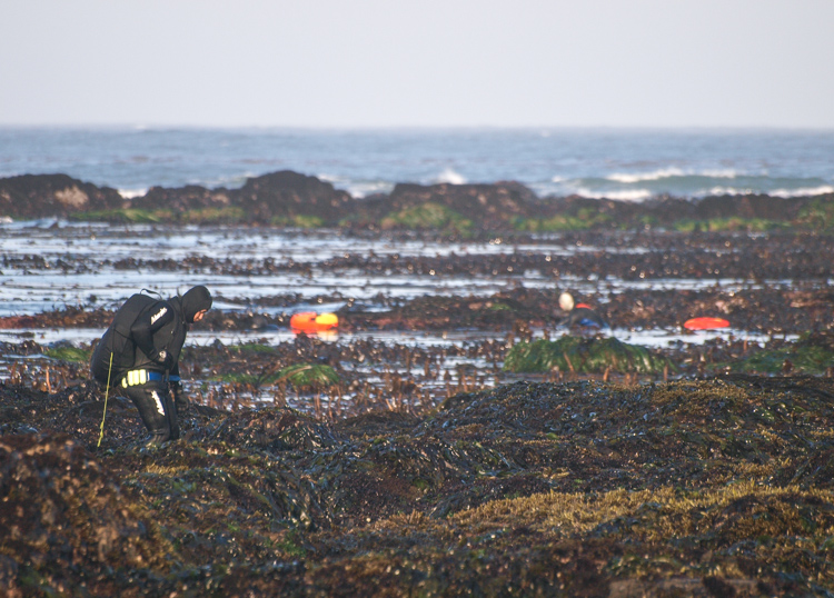 Abalone Divers on Mendocino Coast Low Tide