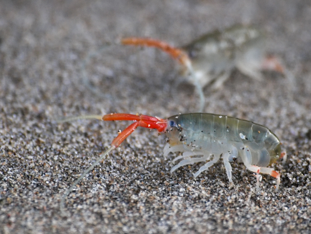 California Beach Hopper in Mendocino