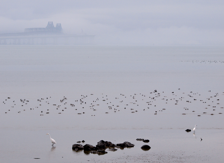 Egrets and San Francisco Bay Bridge