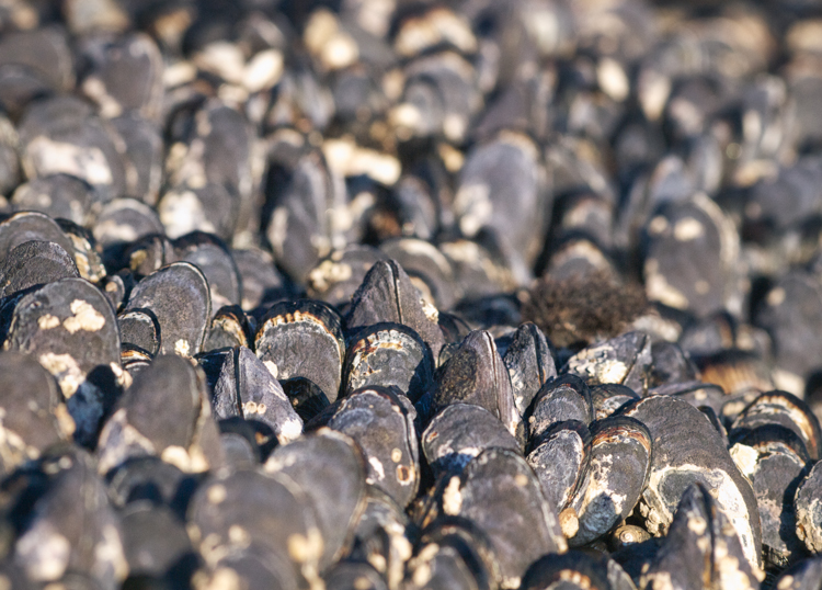 Mussel bed at Fitzgerald Marine Reserve