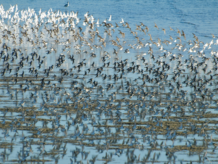 Shorebirds in Flight on San Francisco Bay