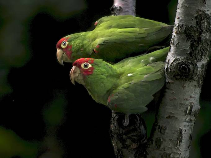 sfparrots1