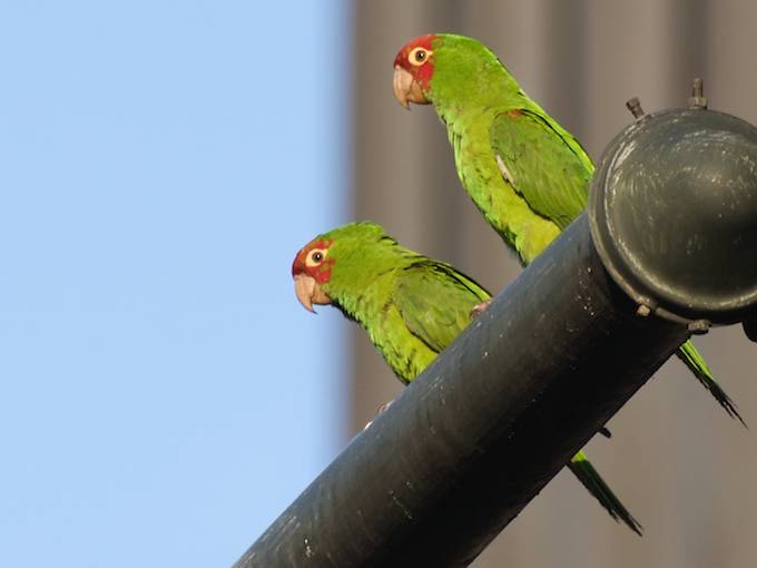 sfparrots15