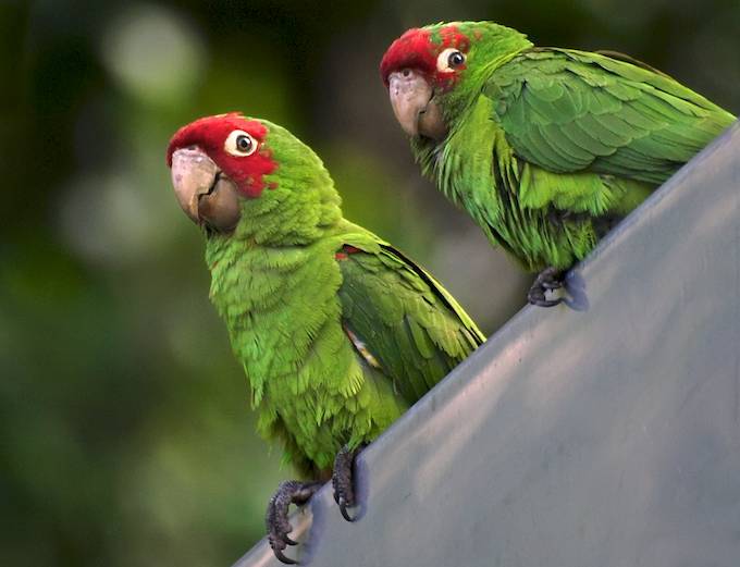 sfparrots16