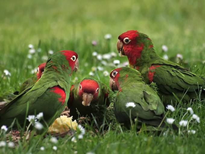 sfparrots9