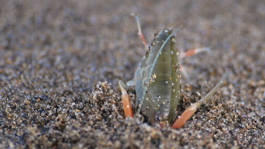 Burrowing California Beach Hopper