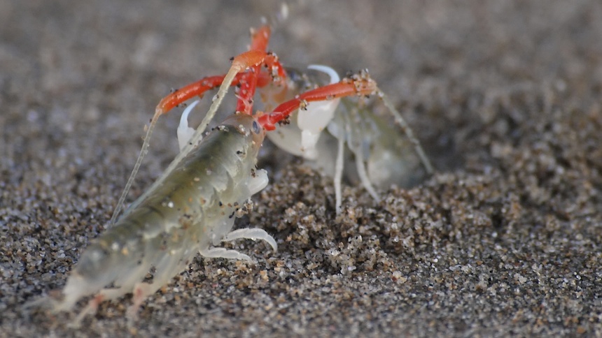 California Beach Hopper in Mendocino