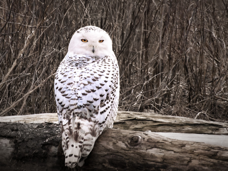 Snowy Owl at Boundary Bay British Columbia