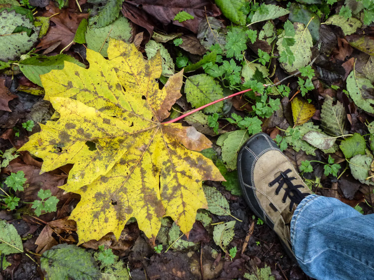 Giant Maple Leaf in Seattle