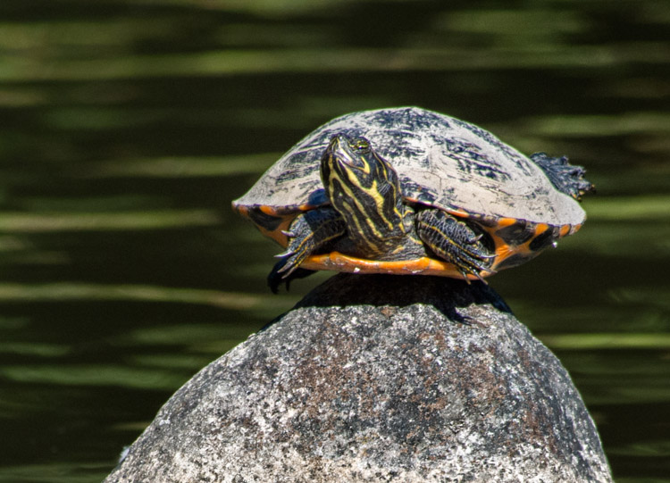 Pond Slider at Japanese Garden Seattle