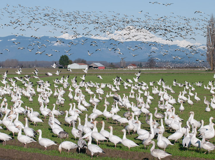 Snow Geese Flying against Mt. Baker Washington