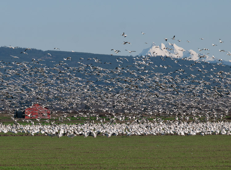 Snow Geese in Skagit County