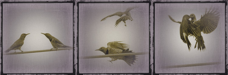 Art created from Northern Flicker Photo