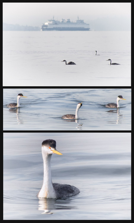 Western Grebes on Elliott Bay