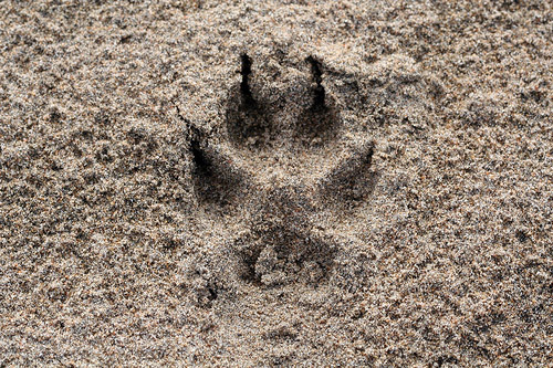 Coyote Print by Jacob Kirkland