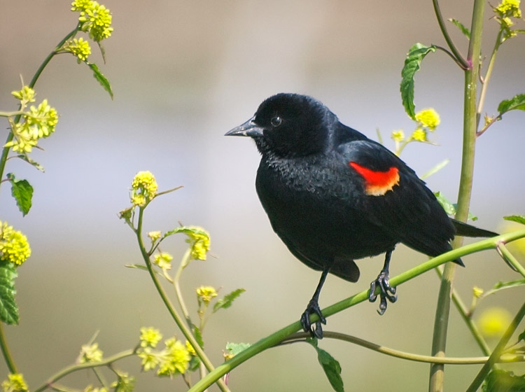 Red-winged Blackbird Male