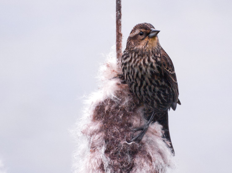 Female Red-winged Blackbird on Cattail