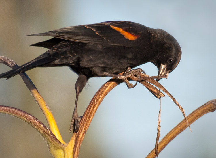 Red-winged Blackbird in Seattle P-Patch