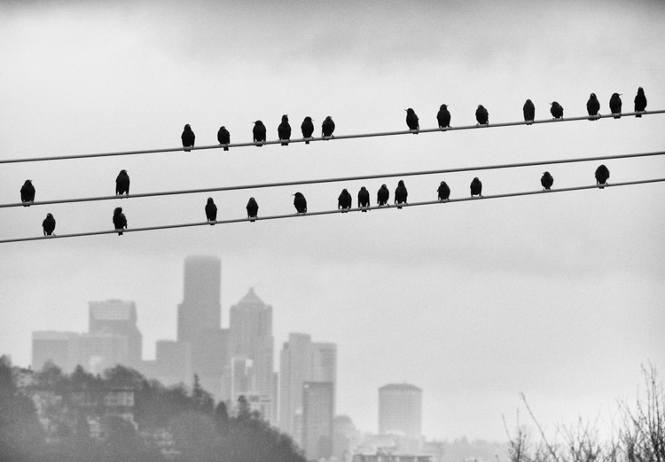Starlings on a wire in Seattle