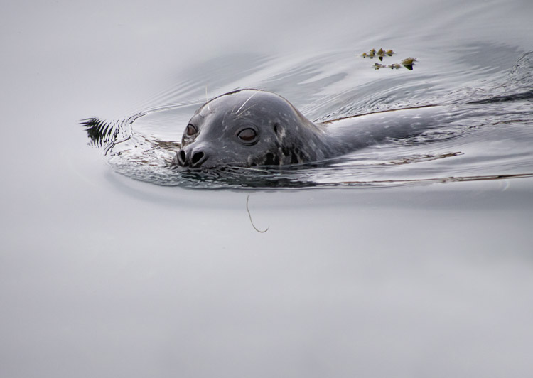 Harbor Seal on Elliott Bay Seattle