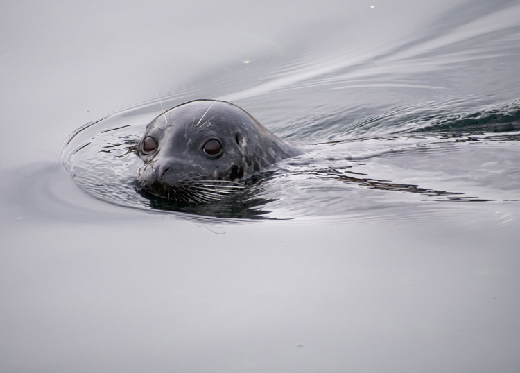 Harbor Seal Swimming on Puget Sound Seattle