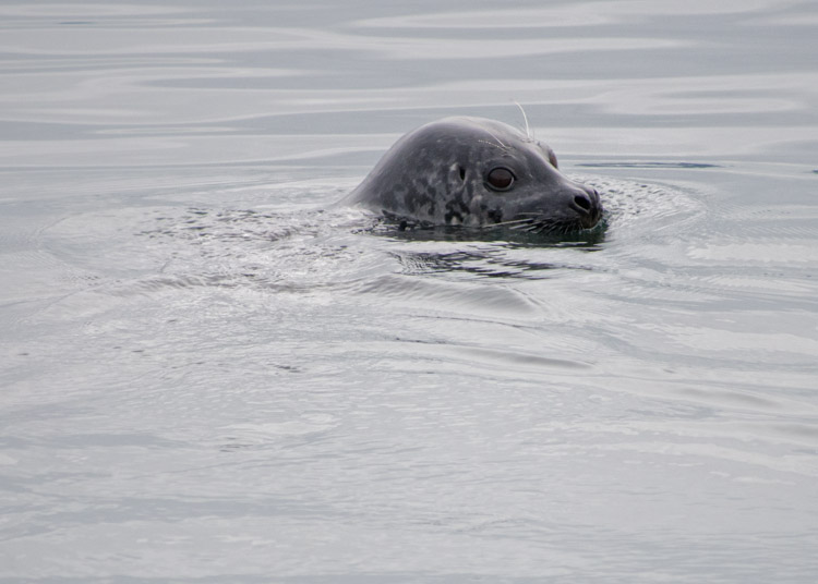 Harbor Seal on Elliott Bay in Seattle