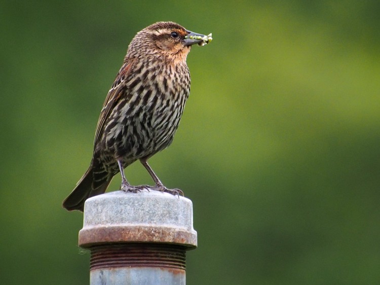 Female Red-winged Blackbird with insects