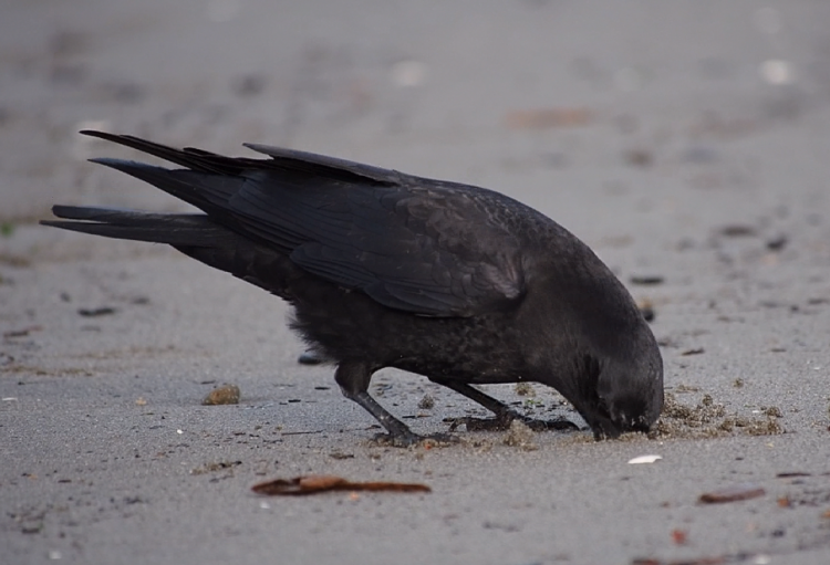 Crow Foraging - ©ingridtaylar