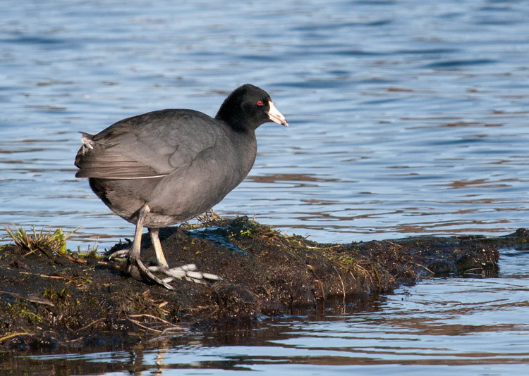 American Coot at Union Bay Natural Area in Seattle