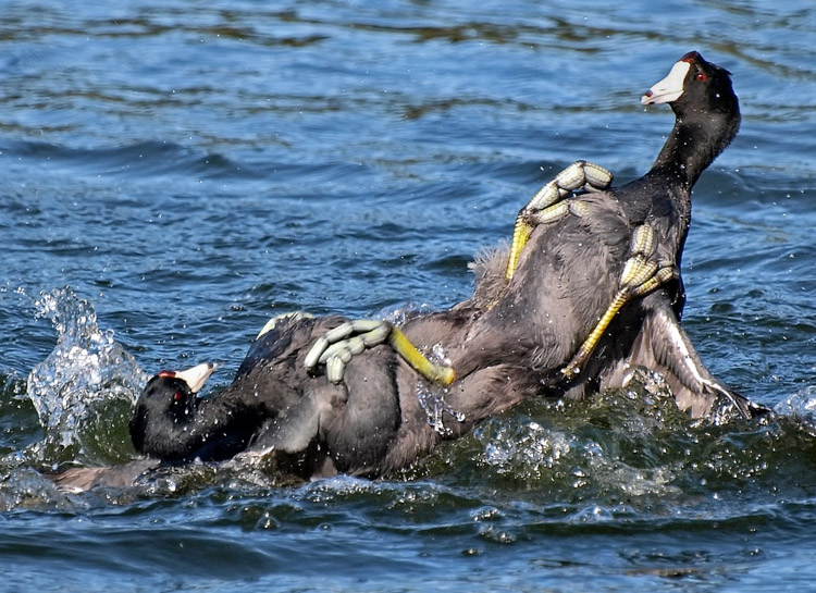 American Coot territorial display on Mountain Lake San Francisco