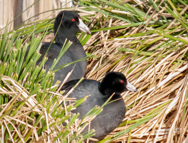 American Coots at Union Bay Natural Area in Seattle