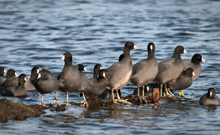 American Coots at Union Bay Natural Area