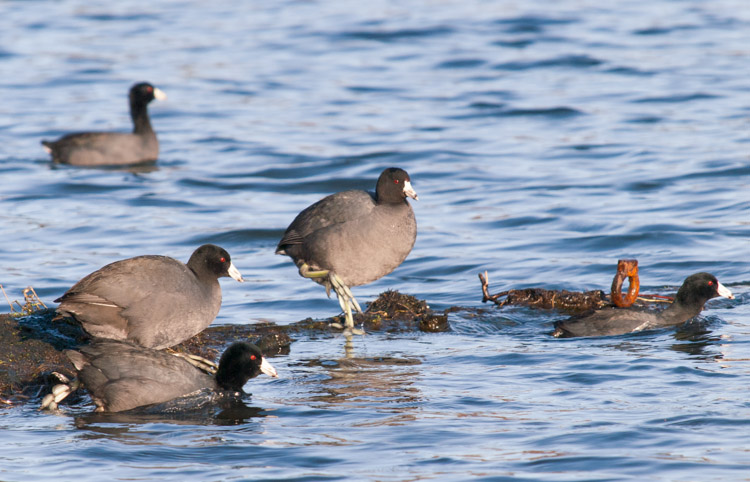 American Coots at Montlake Fill in Seattle