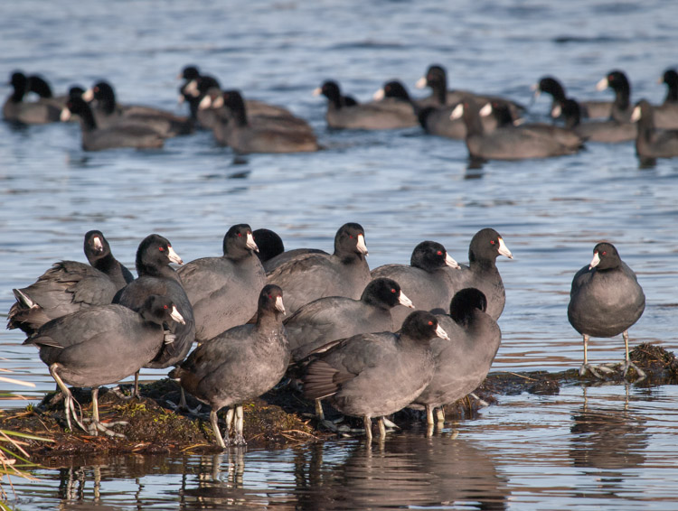 American Coots on Lake Washington Seattle